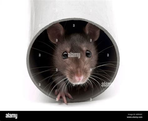 Naughty rat hi-res stock photography and images - Alamy