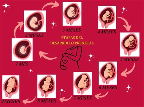 Mapa Mental De Las Etapas Del Desarrollo Prenatal Udocz Images Themelower