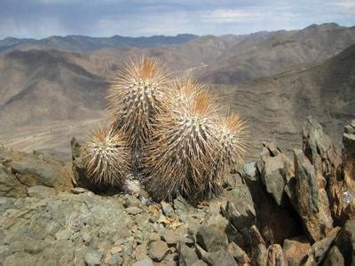 Caudiciform Pachypodium Namaquanum