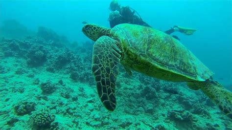 Scuba Diving Oahu Hawaii Youtube