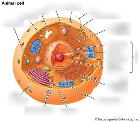 Heterotrophic Eukaryotic Cell Part 1 Diagram | Quizlet