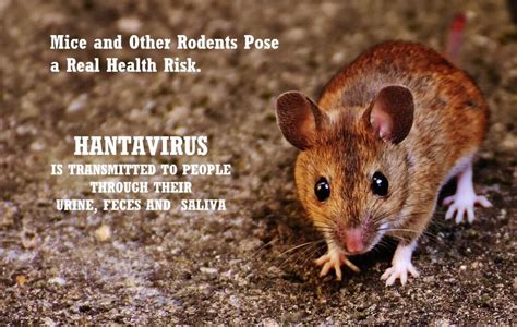 Hantavirus Infected Rodents in San Diego County - Corky's Pest Control