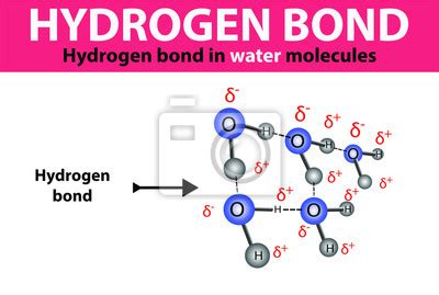 Hydrogen bond. hydrogen bond in water molecules posters for the wall • posters background ...