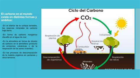 Ciclo Biogeoquímico Del Carbono Ppt