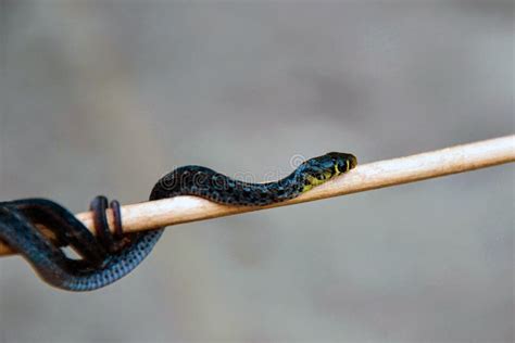 Cobra Perigosa Rastejando Sobre Uma Vara Serpente Venenosa De Cor