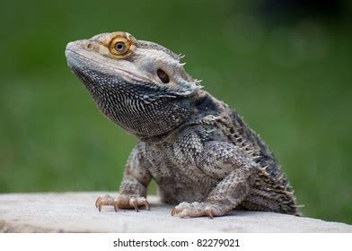 Bearded Dragon Climbing Onto Rock Stock Photo 82279021 | Shutterstock