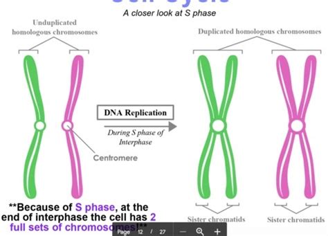 Dna Replication Flashcards Quizlet