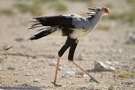 Secretary Bird Sagittarius Serpentarius