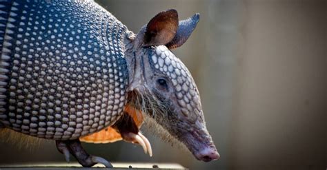 10 Incredible Armadillo Facts - A-Z Animals