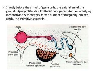 Development of the male reproductive system | PPT | Free Download