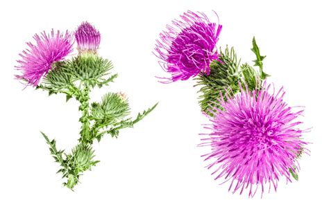 Milk Thistle Benefits Dosage And Side Effects Your Supplement Adviser