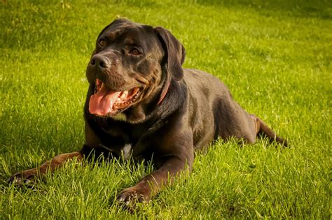 Dove Adottare Un Cane In Sicilia La Guida