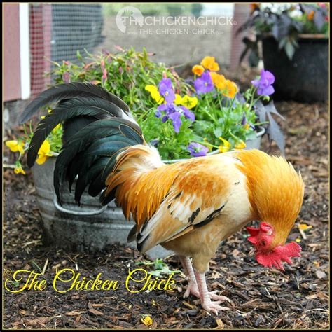 The Chicken Chick® How To Sex Chickens Male Or Female Hen Or Rooster