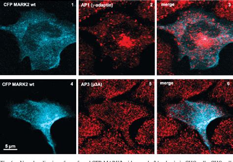 Figure From Interactions Of Map Microtubule Affinity Regulating