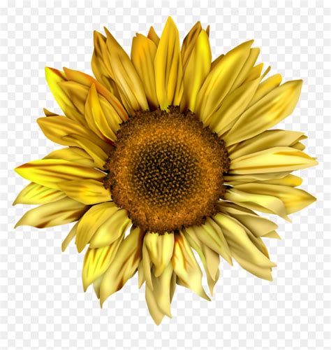 Watercolor Sunflower Png Transparent Png Vhv