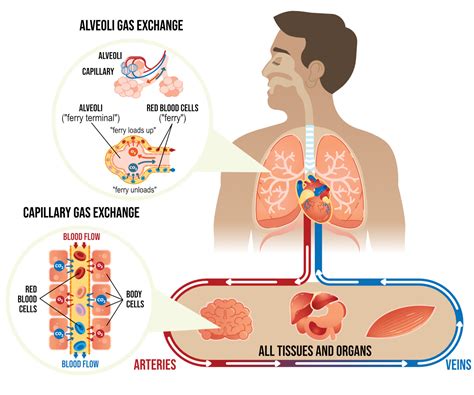 gas exchange  human body sequence wiz
