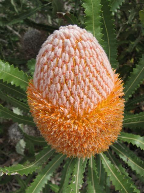 Small Banksia Shrubs Thuem Garden Plant