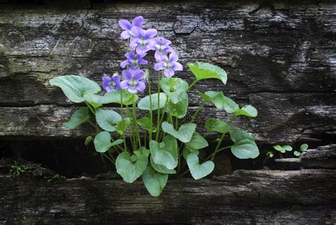 Foraging for Edible Wild Flowers