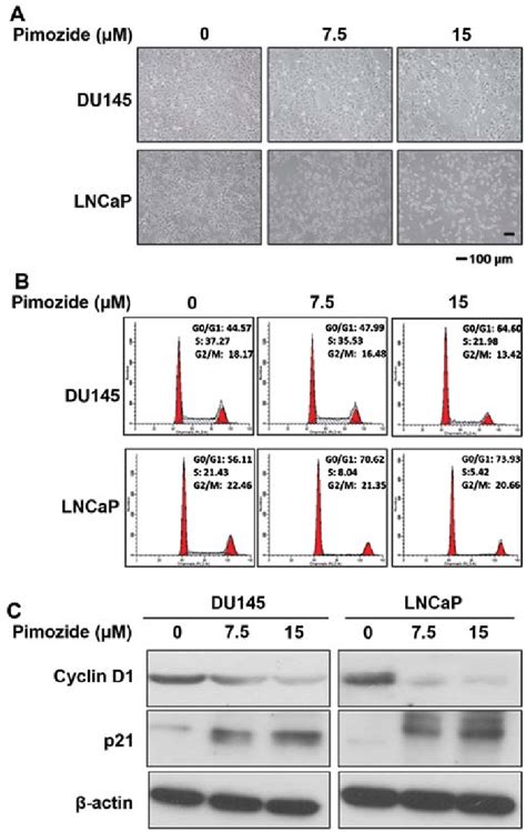 Pimozide Induces G0g1 Phase Cell Cycle Arrest Of Prostate Cancer