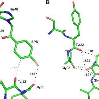 Dimeric Structure Of Prtx I Bpb Shown As A Ribbon Diagram The Bpb