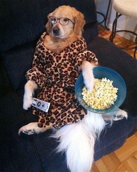 Literally me everyday #meme #funny #hilarious #comedy #dog #chill #netflix #lazy #eating # ...