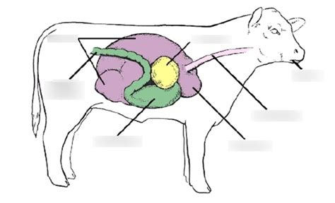 Parts Of Cows Digestive System Diagram Quizlet