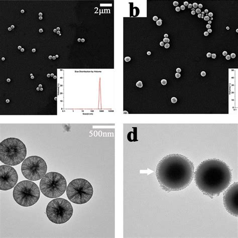 Morphology And Size Distribution Of Bioactive Glass Particles SEM