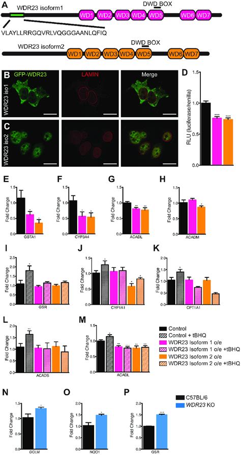 Wdr Influences Cytoprotective Pathways Via Regulation Of Nrf A