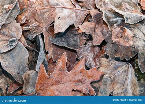 Folhas Congeladas Na Terra Geada Gelada Foto De Stock Imagem De