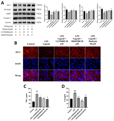 Molecules Free Full Text Daidzein Protects Caco 2 Cells Against