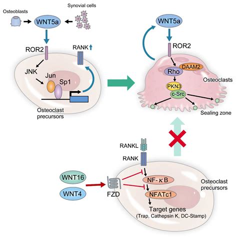 IJMS Free Full Text The Regulation Of Bone Metabolism And Disorders