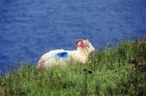 Sheep with Colored Markings on Its Wool, in Cork, Ireland Stock Photo ...