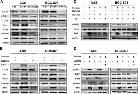 Figure 4 From A C X C Chemokine Receptor Type 2 Dominated Cross Talk Between Tumor Cells And