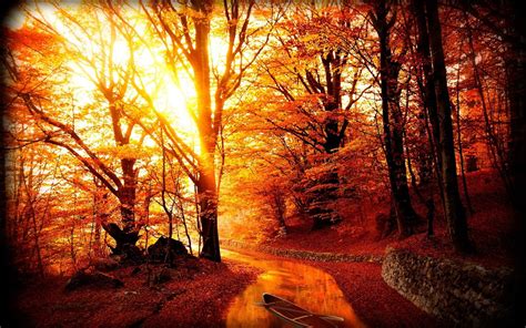 Orange Trees Forest Sunlight Trees Hd Wallpaper Wallpaper Flare