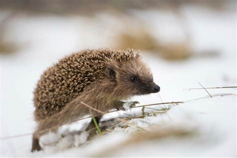 Was Tun Mit Einem Igel Im Winter Geo