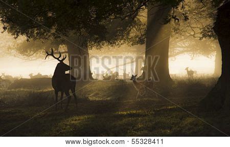 King Forest Image & Photo (Free Trial) | Bigstock
