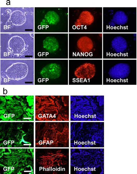 Expression Of Pluripotency Markers In Gbgs Rat Es Cell Line And