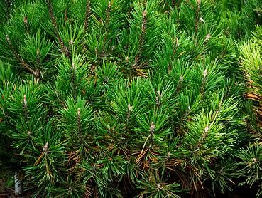 Dwarf Mugo Pine Care Guide | Plantly