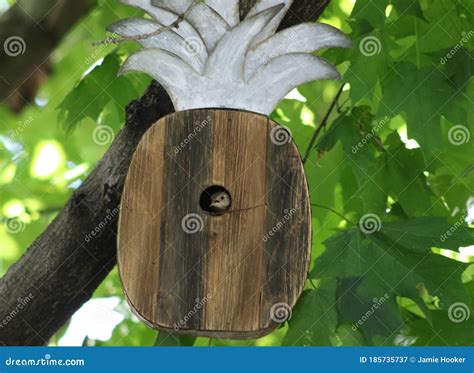 Wren in Pineapple Bird House Stock Image - Image of wings, wren: 185735737