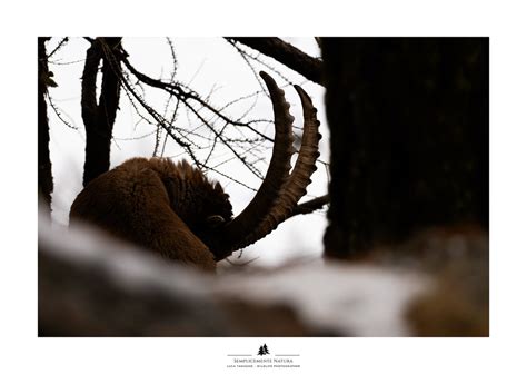 Stambecco Delle Alpi Capra Ibex Luca Tamagno Flickr