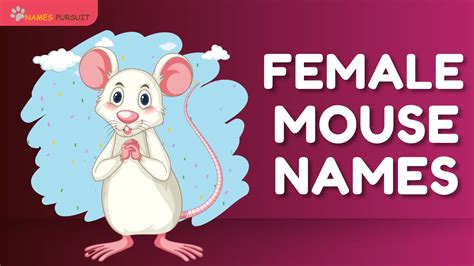 240+ Female Mouse Names [Adorable Tags for Pet]