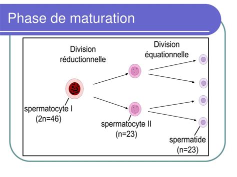 Ppt Physiologie De La Reproduction Chez Lhomme Powerpoint