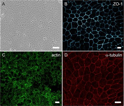 Culture Arpe 19 Cells Atcc Bioz