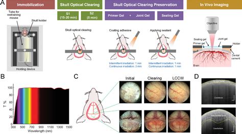 A LongTerm Clearing Cranial Window For Longitudinal Imaging Of