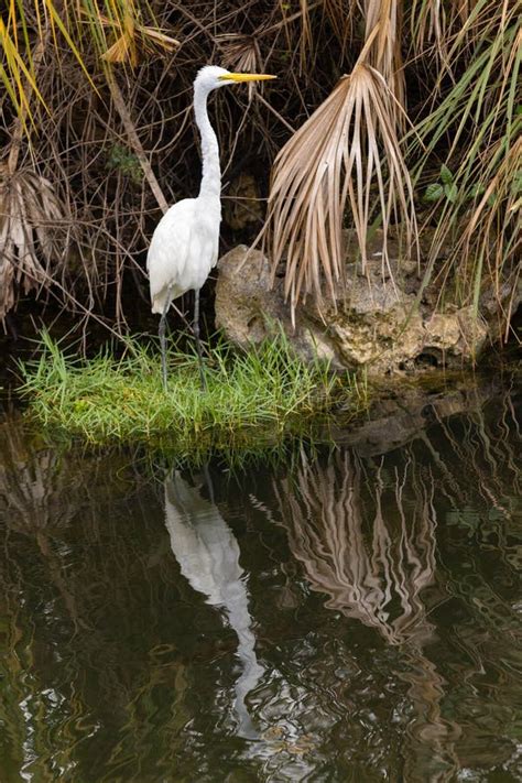 Great Egret In Florida Everglades Vertical Stock Image Image Of