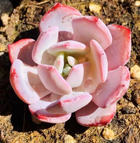 Seeds Echeveria Laui X Laulensis Rare Succulent Seed New Etsy