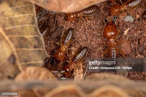 Soldier Termites Photos And Premium High Res Pictures Getty Images