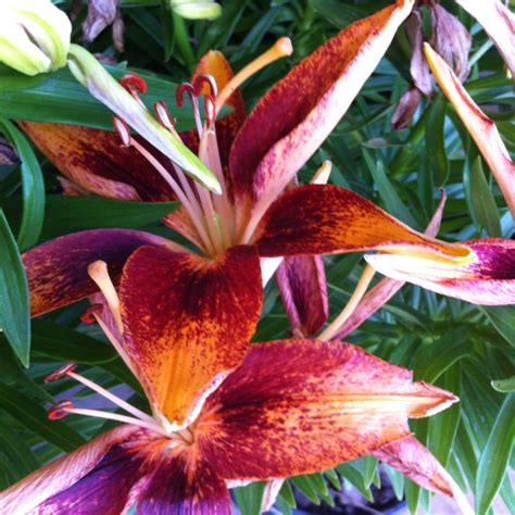 Tiny Orange Sensation Asiatic Lily Garden Inspiration Cool Plants