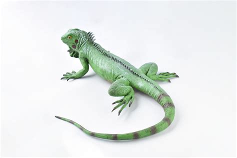 Iguana Lizard Museum Quality Foam Rubber Reptile Toy Educational