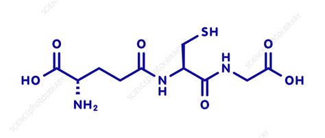 Glutathione Molecule Illustration Stock Image F027 8674 Science